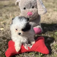 AKC Coco, a female Pomeranian for sale in Byron, GA – Photo 9 of 10