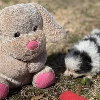 AKC Coco, a female Pomeranian for sale in Byron, GA – Photo 2 of 10