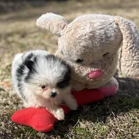 AKC Coco, a female Pomeranian for sale in Byron, GA – Photo 7 of 10
