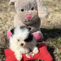 AKC Coco, a female Pomeranian for sale in Byron, GA – Photo 3 of 10