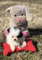 AKC Coco, a female Pomeranian for sale in Byron, GA – Photo 3 of 10