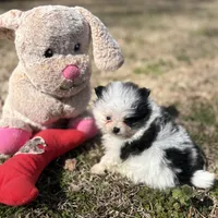 AKC Coco, a female Pomeranian for sale in Byron, GA – Photo 6 of 10