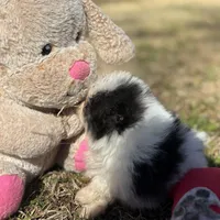 AKC Coco, a female Pomeranian for sale in Byron, GA – Photo 8 of 10