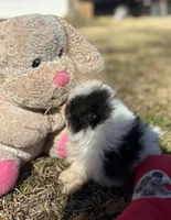 AKC Coco, a female Pomeranian for sale in Byron, GA – Photo 8 of 10