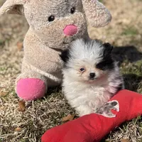 AKC Coco, a female Pomeranian for sale in Byron, GA – Photo 5 of 10
