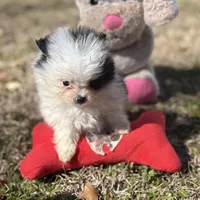 AKC Coco, a female Pomeranian for sale in Byron, GA – Photo 4 of 10