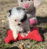 AKC Coco, a female Pomeranian for sale in Byron, GA – Photo 4 of 10