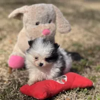 AKC Coco, a female Pomeranian for sale in Byron, GA – Photo 1 of 10