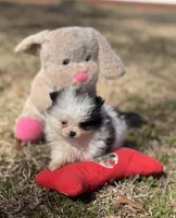 AKC Coco, a female Pomeranian for sale in Byron, GA – Photo 1 of 10