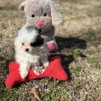 AKC Coco, a female Pomeranian for sale in Byron, GA – Photo 10 of 10