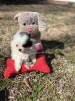 AKC Coco, a female Pomeranian for sale in Byron, GA – Photo 10 of 10