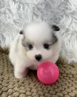 AKC Rain, a female Pomeranian for sale in Byron, GA – 6 of 10