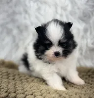 AKC Sophie, a female Pomeranian for sale in Byron, GA – 2 of 6
