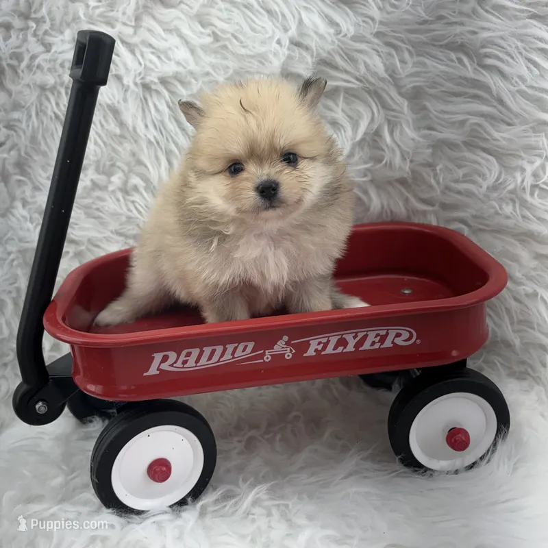 AKC Harriett – Pomeranian puppy for sale in Byron, GA