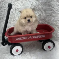 AKC Harriett, a female Pomeranian for sale in Byron, GA – 1 of 8