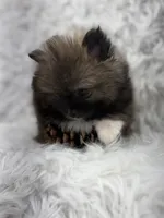 CKC Charlie, a male Pomeranian for sale in Byron, GA – 5 of 8