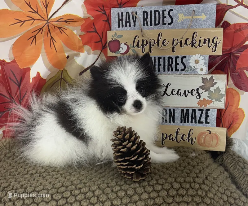 AKC Max – Pomeranian puppy for sale in Byron, GA