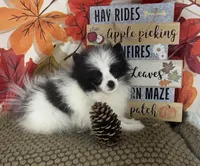 AKC Max, a male Pomeranian for sale in Byron, GA – 1 of 9