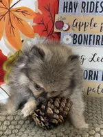 AKC Teddy, a male Pomeranian for sale in Byron, GA – 3 of 8