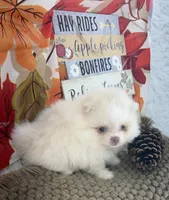 AKC June, a female Pomeranian for sale in Byron, GA – 4 of 10