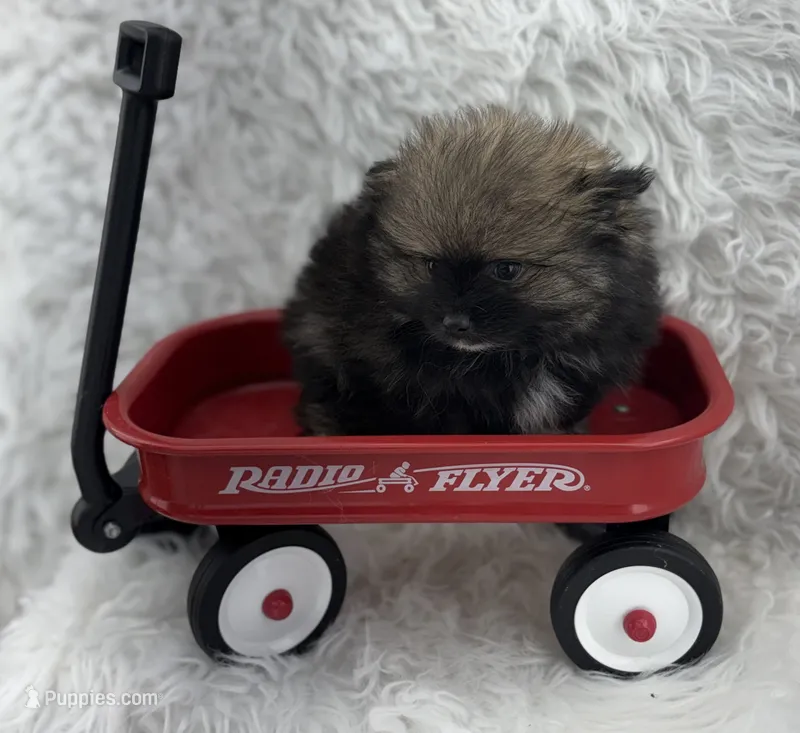 CKC Cooper – Pomeranian puppy for sale in Byron, GA