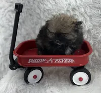 CKC Cooper, a male Pomeranian for sale in Byron, GA – 1 of 8