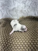 AKC Rain, a female Pomeranian for sale in Byron, GA – Photo 5 of 6