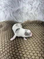 AKC Rain, a female Pomeranian for sale in Byron, GA – Photo 2 of 6