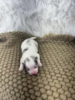 AKC Rain, a female Pomeranian for sale in Byron, GA – Photo 4 of 6