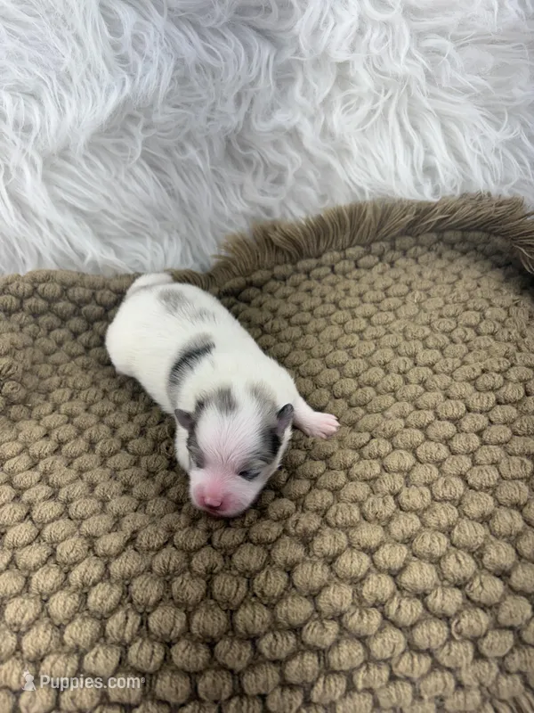 AKC Rain – Pomeranian puppy for sale in Byron, GA