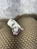 AKC Rain, a female Pomeranian for sale in Byron, GA – Photo 1 of 6