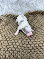 AKC Rain, a female Pomeranian for sale in Byron, GA – Photo 6 of 6