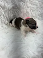 ALC Lucy, a female Pomeranian for sale in Byron, GA – 7 of 8