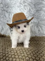 AKC Rain, a female Pomeranian for sale in Byron, GA – 10 of 10