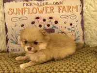 AKC  Luke, a male Pomeranian for sale in Byron, GA – 1 of 6