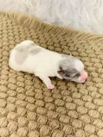 AKC Scout, a male Pomeranian for sale in Byron, GA – Photo 3 of 3