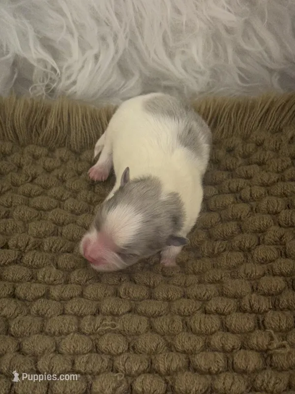 AKC Scout – Pomeranian puppy for sale in Byron, GA