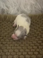 AKC Scout, a male Pomeranian for sale in Byron, GA – Photo 1 of 3