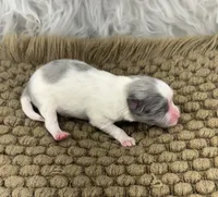 AKC Scout, a male Pomeranian for sale in Byron, GA – Photo 2 of 3