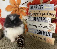 AKC Daisy, a female Pomeranian for sale in Byron, GA – 3 of 9
