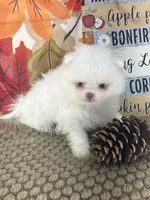 AKC Aaron, a male Pomeranian for sale in Byron, GA – 7 of 8
