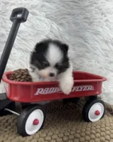 AKC Sophie, a female Pomeranian for sale in Byron, GA – 6 of 6