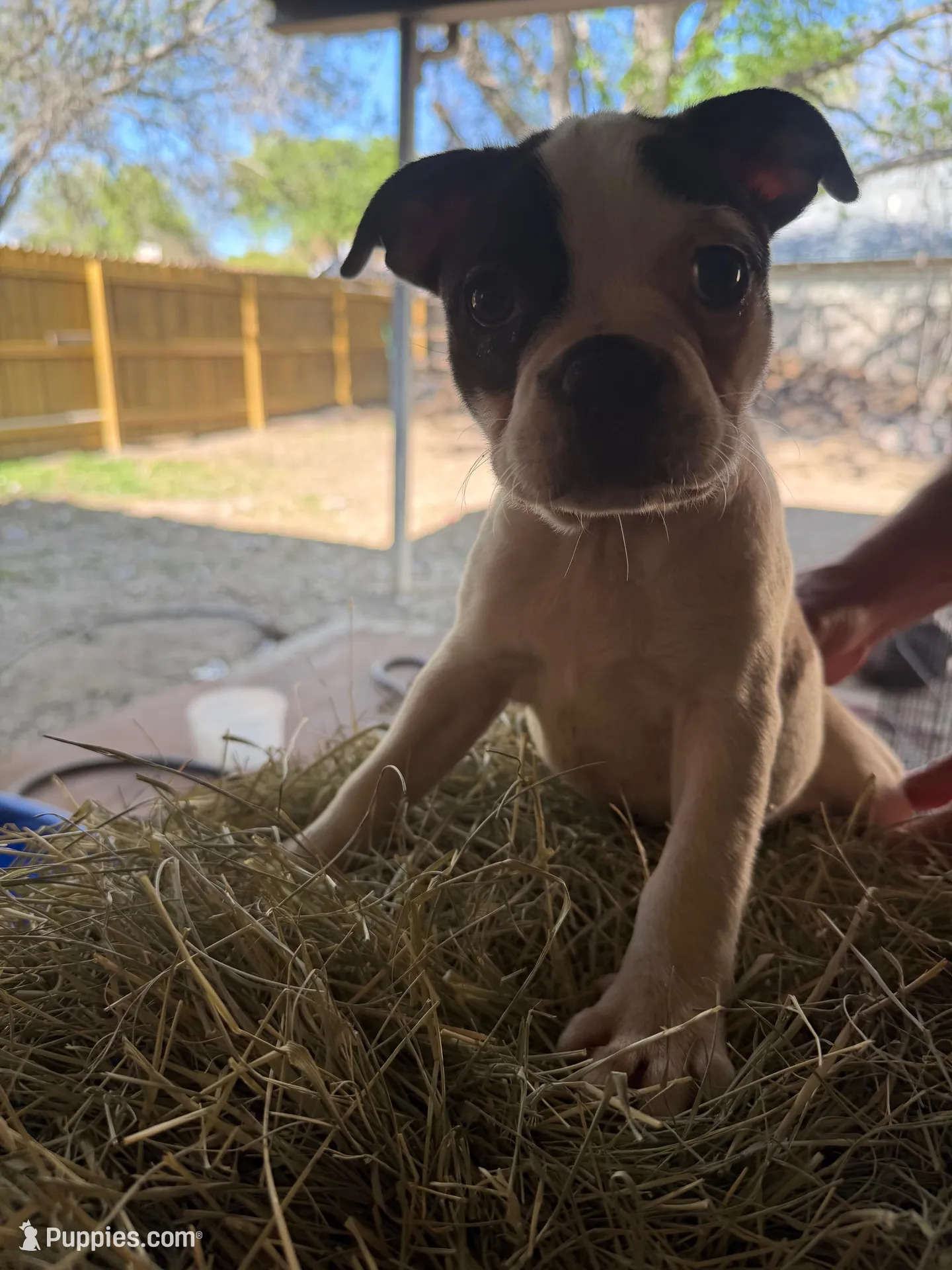 Peanut – Boston Terrier puppy for sale in San Antonio, TX