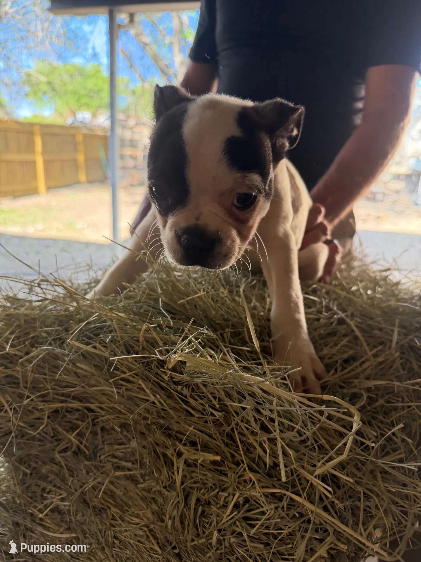 Peanut, a male Boston Terrier for sale in San Antonio, TX – Photo 2 of 4