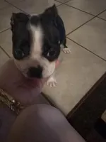 Bella, a female Boston Terrier for sale in San Antonio, TX – Photo 2 of 5