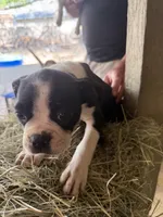 Bella, a female Boston Terrier for sale in San Antonio, TX – Photo 4 of 5