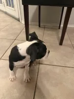 Bella, a female Boston Terrier for sale in San Antonio, TX – Photo 3 of 5