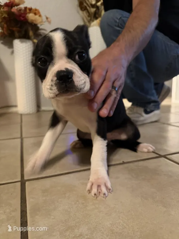 Bella – Boston Terrier puppy for sale in San Antonio, TX