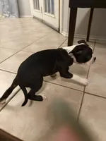 Bella, a female Boston Terrier for sale in San Antonio, TX – Photo 5 of 5