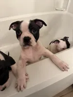 Rocky, a male Boston Terrier for sale in San Antonio, TX – Photo 1 of 3